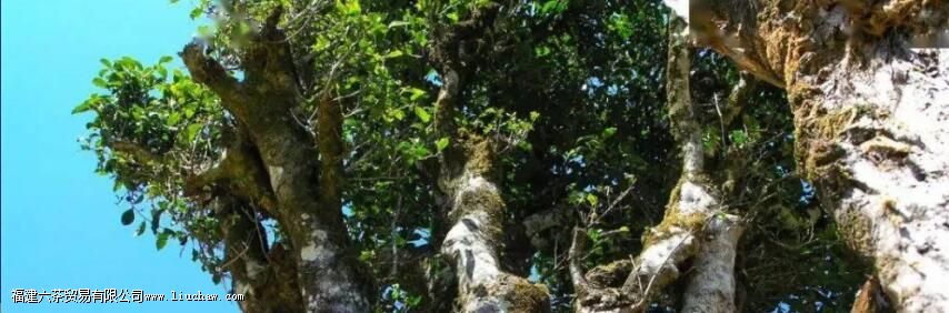 临沧茶“大有来头”,冰岛、昔归,3200岁茶祖,更是世界茶基因库 临沧茶“大有来头”,冰岛、昔归,3200岁茶祖,更是世界茶基因库