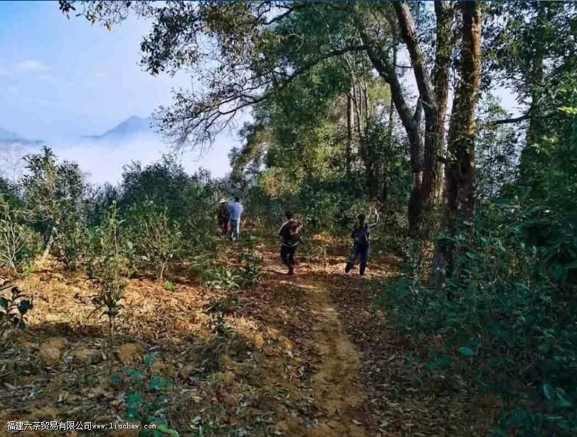 临沧茶“大有来头”,冰岛、昔归,3200岁茶祖,更是世界茶基因库 临沧茶“大有来头”,冰岛、昔归,3200岁茶祖,更是世界茶基因库