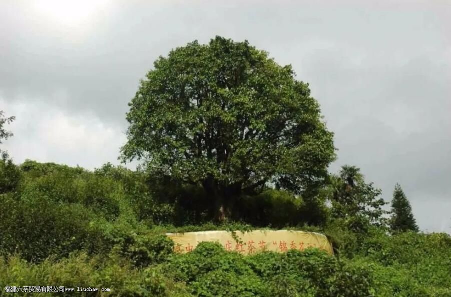 临沧茶“大有来头”,冰岛、昔归,3200岁茶祖,更是世界茶基因库 临沧茶“大有来头”,冰岛、昔归,3200岁茶祖,更是世界茶基因库