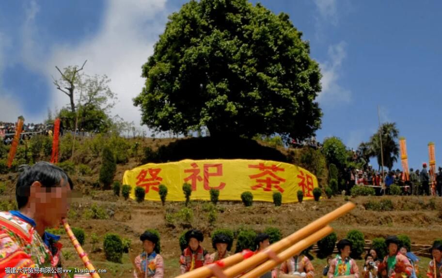 临沧茶“大有来头”,冰岛、昔归,3200岁茶祖,更是世界茶基因库 临沧茶“大有来头”,冰岛、昔归,3200岁茶祖,更是世界茶基因库