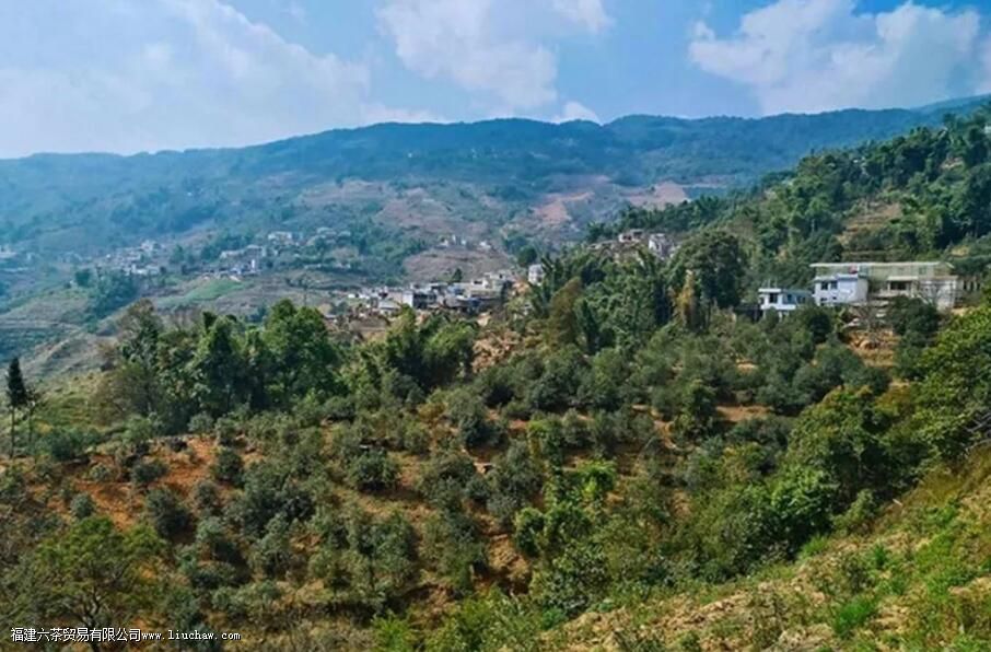 临沧茶“大有来头”,冰岛、昔归,3200岁茶祖,更是世界茶基因库 临沧茶“大有来头”,冰岛、昔归,3200岁茶祖,更是世界茶基因库