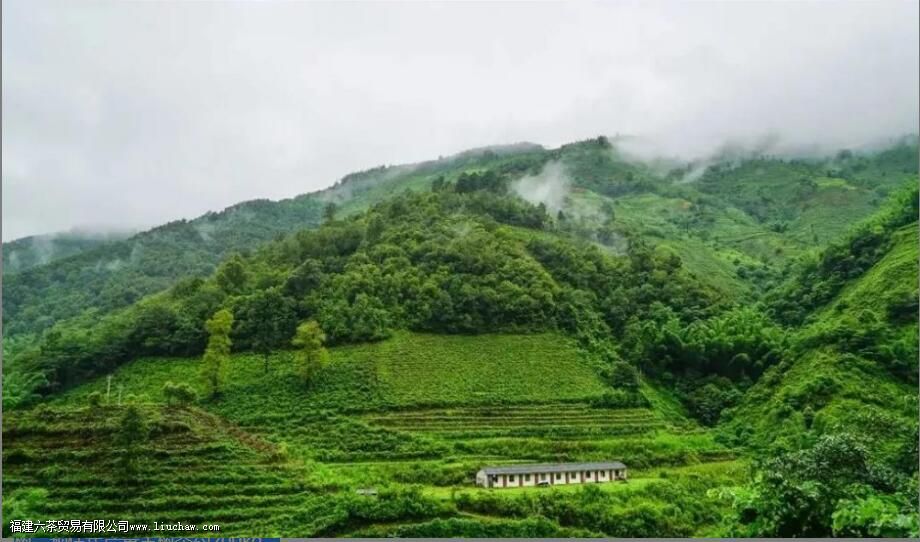 临沧茶“大有来头”,冰岛、昔归,3200岁茶祖,更是世界茶基因库 临沧茶“大有来头”,冰岛、昔归,3200岁茶祖,更是世界茶基因库