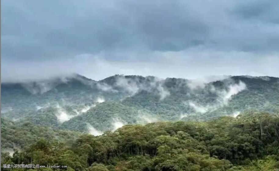临沧茶“大有来头”,冰岛、昔归,3200岁茶祖,更是世界茶基因库 临沧茶“大有来头”,冰岛、昔归,3200岁茶祖,更是世界茶基因库