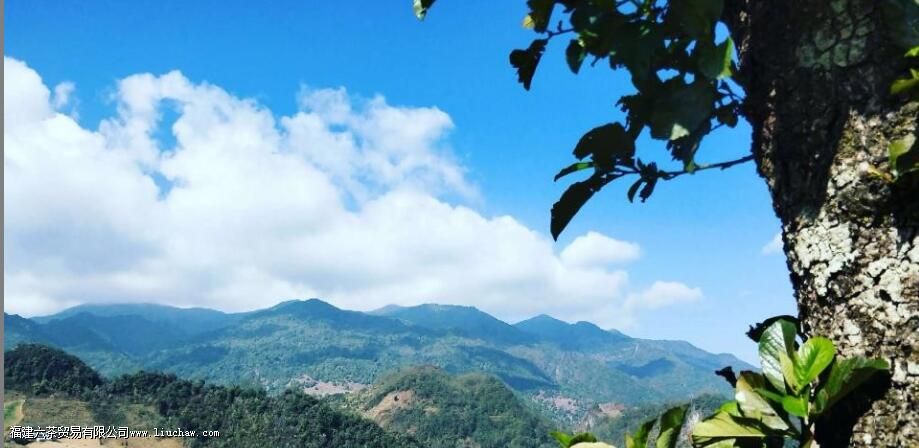 临沧茶“大有来头”,冰岛、昔归,3200岁茶祖,更是世界茶基因库 临沧茶“大有来头”,冰岛、昔归,3200岁茶祖,更是世界茶基因库