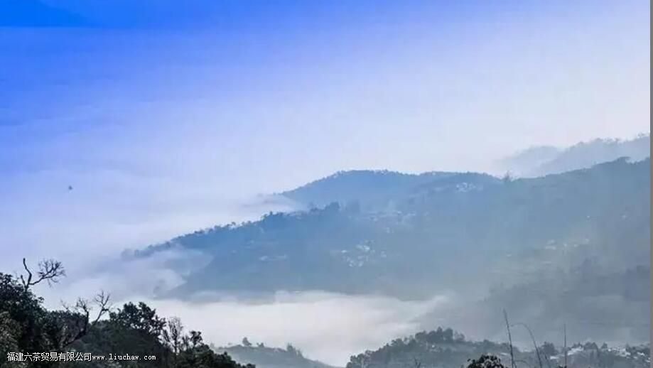 临沧茶“大有来头”,冰岛、昔归,3200岁茶祖,更是世界茶基因库 临沧茶“大有来头”,冰岛、昔归,3200岁茶祖,更是世界茶基因库