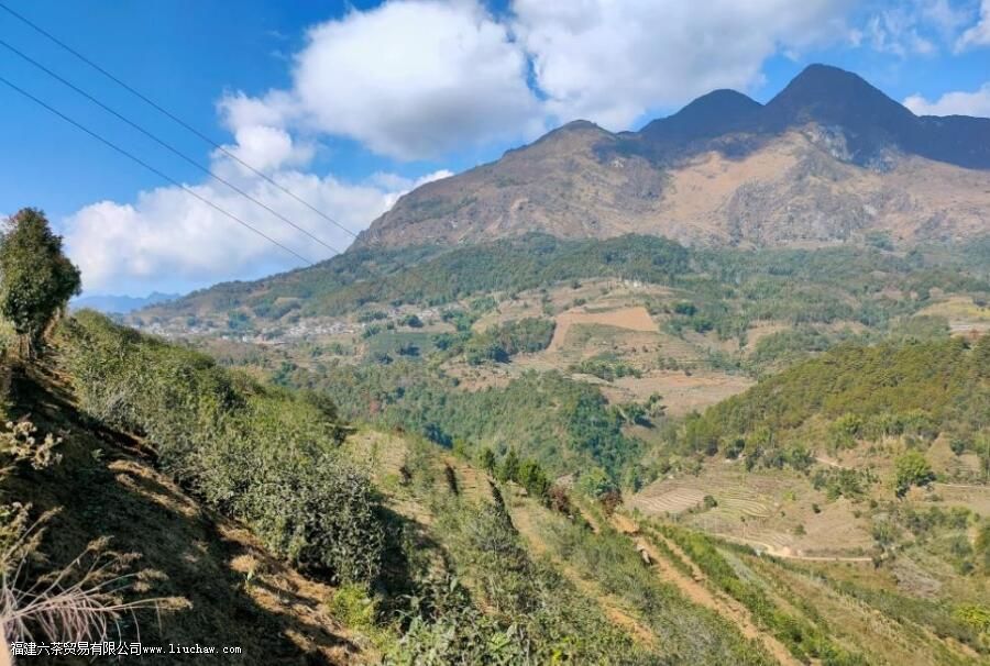临沧茶“大有来头”,冰岛、昔归,3200岁茶祖,更是世界茶基因库 临沧茶“大有来头”,冰岛、昔归,3200岁茶祖,更是世界茶基因库