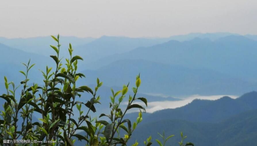 �ٲ���С��ָ������Щ��Ҷɽͷ