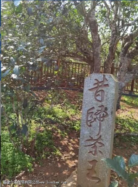 �ٲ���С��ָ������Щ��Ҷɽͷ