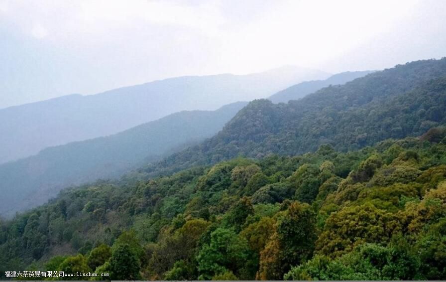 �ٲ���С��ָ������Щ��Ҷɽͷ