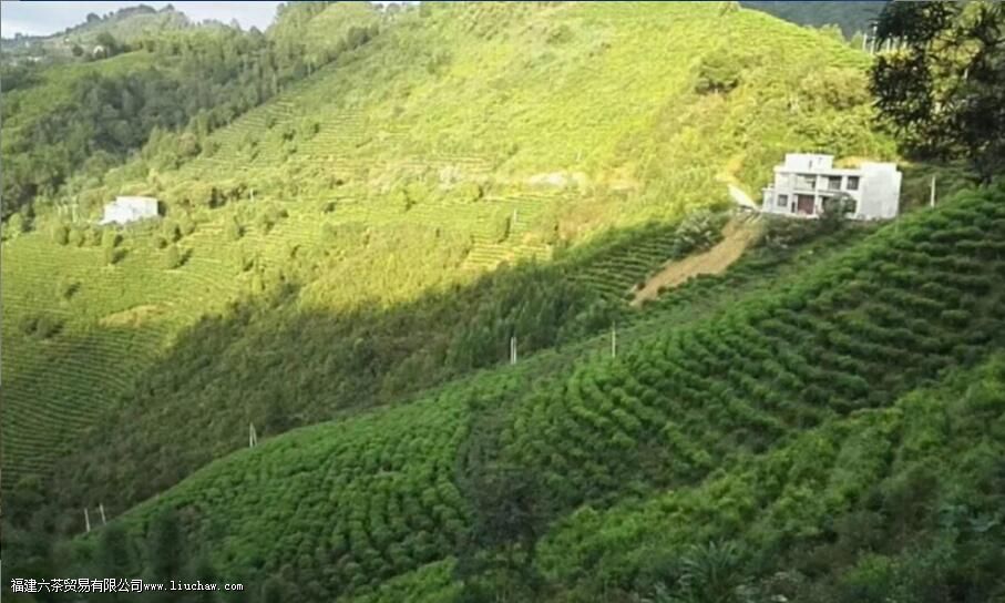 凌云红茶是什么茶 凌云红茶是什么茶