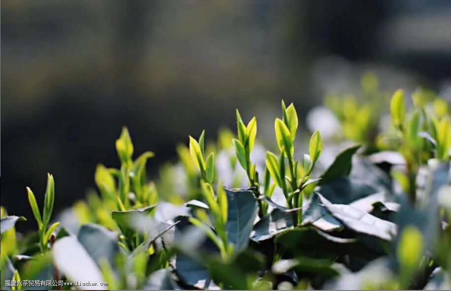 龙井茶的种类有哪些 龙井茶的种类有哪些