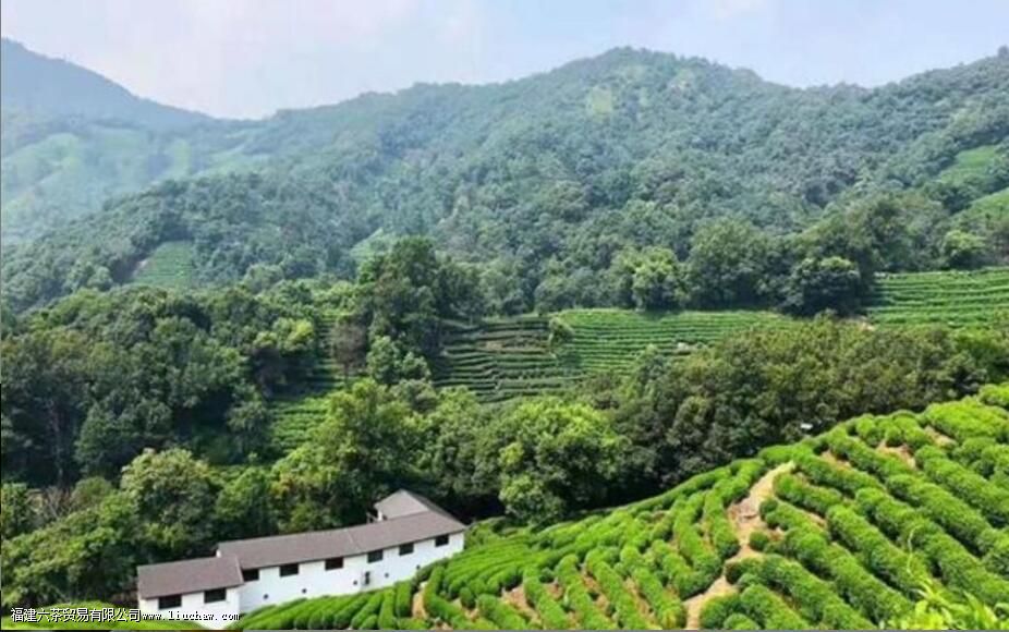 龙井茶的种类有哪些 龙井茶的种类有哪些