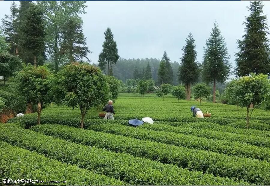 �̲�������ʲô��һ��