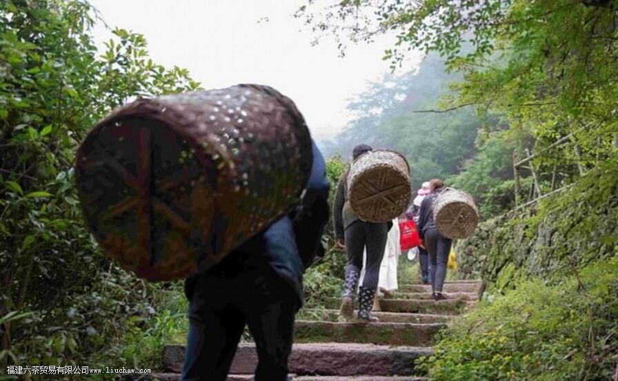 马岩牛岩指的是什么茶 马岩牛岩指的是什么茶
