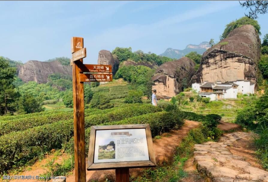 马岩牛岩指的是什么茶 马岩牛岩指的是什么茶