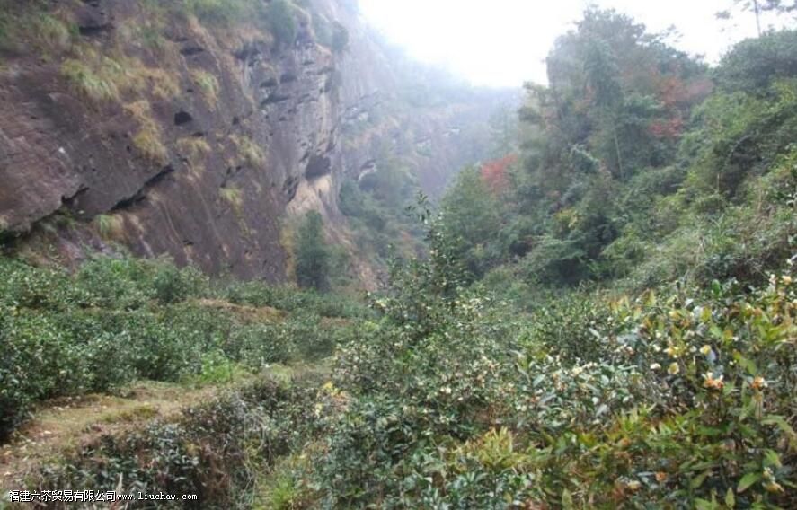 马岩牛岩指的是什么茶 马岩牛岩指的是什么茶