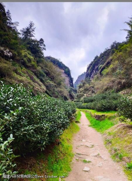 马岩牛岩指的是什么茶 马岩牛岩指的是什么茶