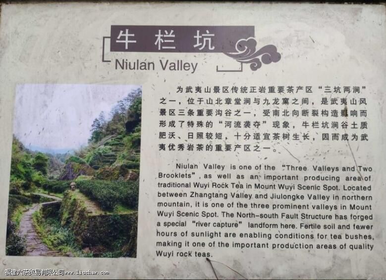 马岩牛岩指的是什么茶 马岩牛岩指的是什么茶