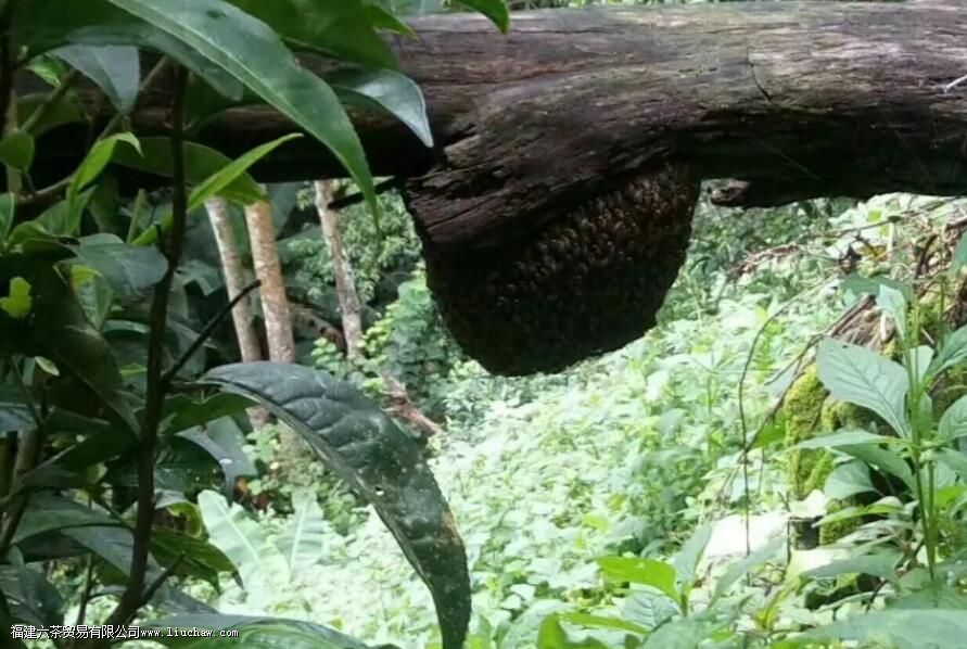 蚂蝗箐普洱茶的特点 蚂蝗箐普洱茶的特点
