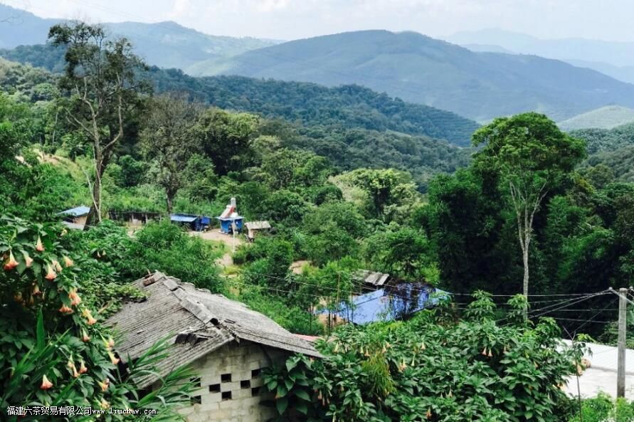 曼撒茶区普洱茶的特点 曼撒茶区普洱茶的特点