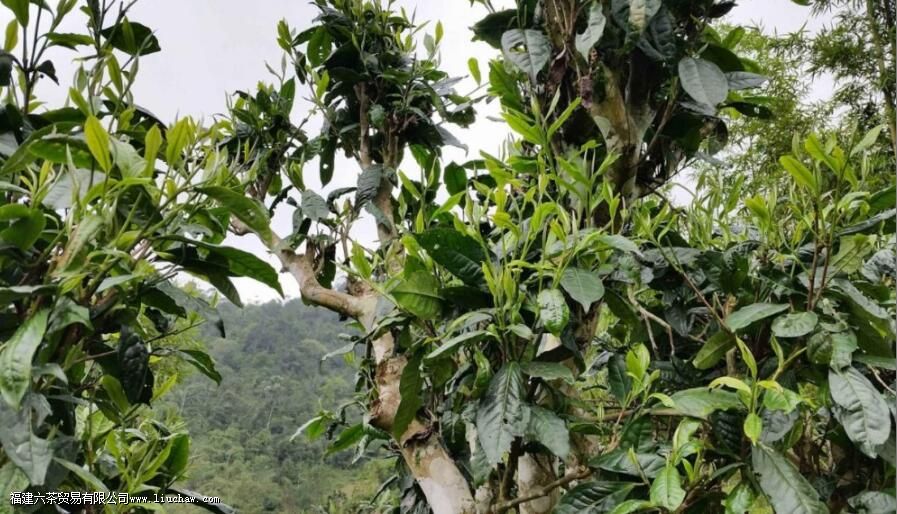 曼撒茶区普洱茶的特点 曼撒茶区普洱茶的特点