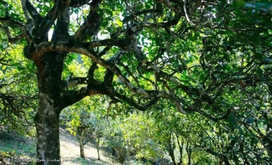 曼撒茶区普洱茶的特点 曼撒茶区普洱茶的特点