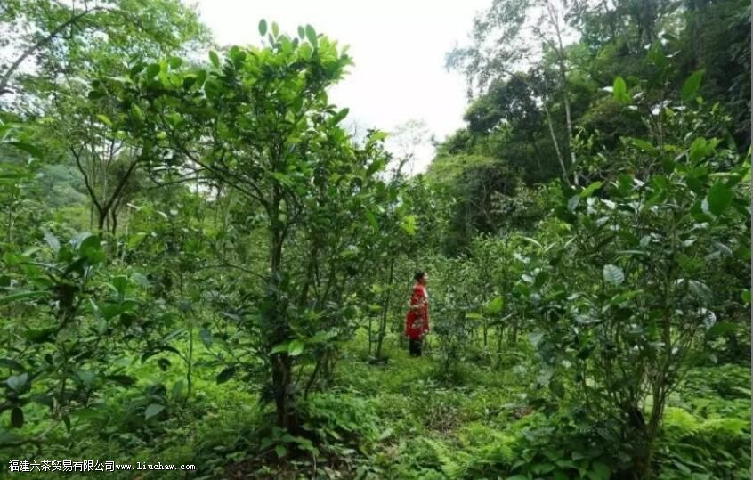 曼松王子普洱茶的特点 曼松王子普洱茶的特点