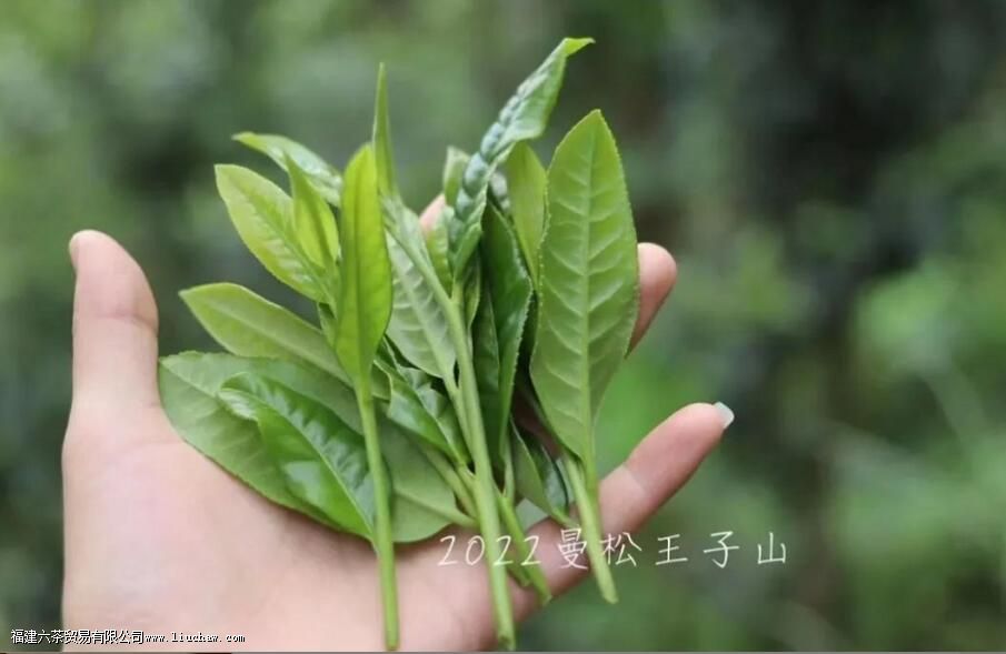 曼松王子普洱茶的特点 曼松王子普洱茶的特点