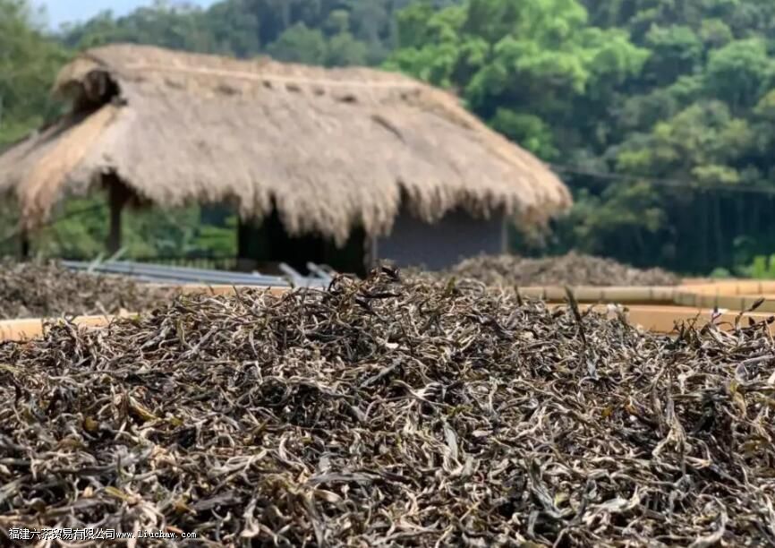 曼松王子普洱茶的特点 曼松王子普洱茶的特点