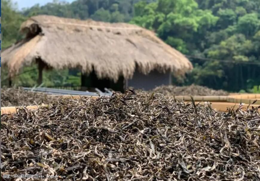 曼松王子山与背阴山的区别 曼松王子山与背阴山的区别