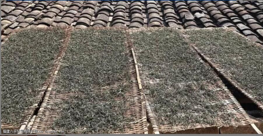 忙肺山古树茶有什么特点 忙肺山古树茶有什么特点