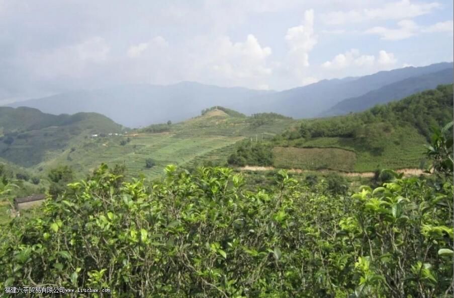 忙肺山古树茶有什么特点 忙肺山古树茶有什么特点