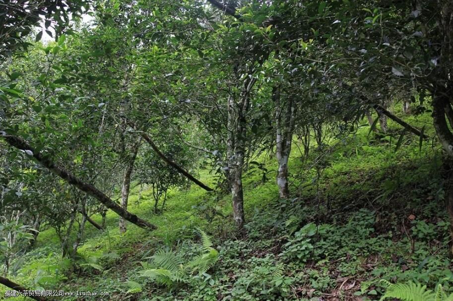 ç֦�ն�����ص�