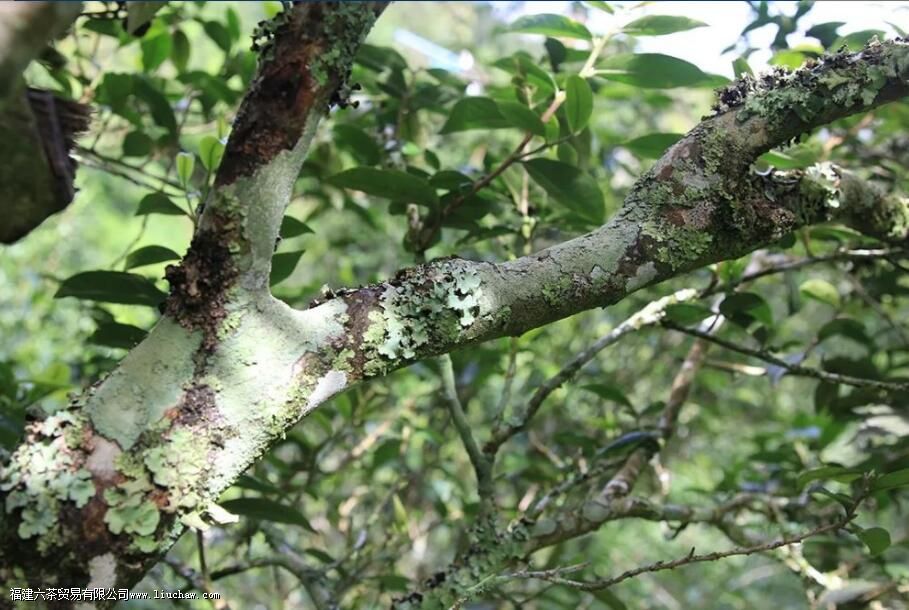 ç֦�ն�����ص�