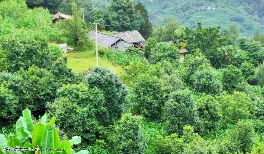 漭水古树茶的口感特点 漭水古树茶的口感特点