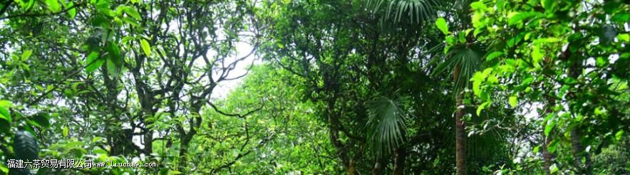 漭水古树茶的口感特点 漭水古树茶的口感特点