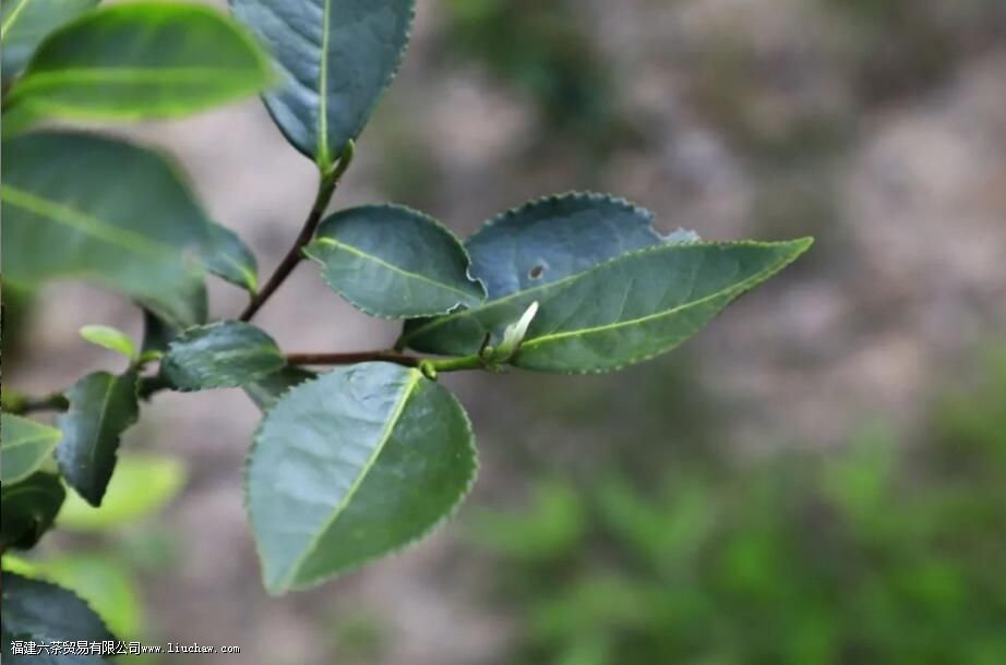 毛蟹是什么茶 毛蟹是什么茶