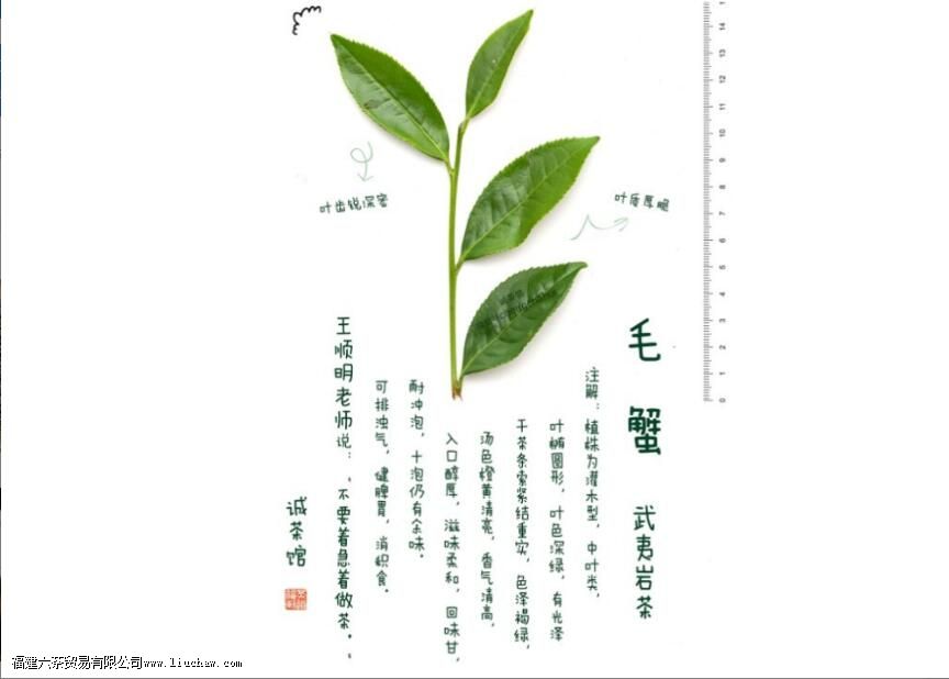 毛蟹是什么茶 毛蟹是什么茶