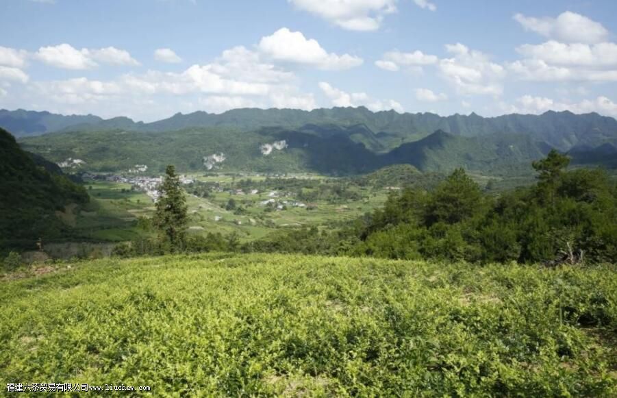 ݮ�����������