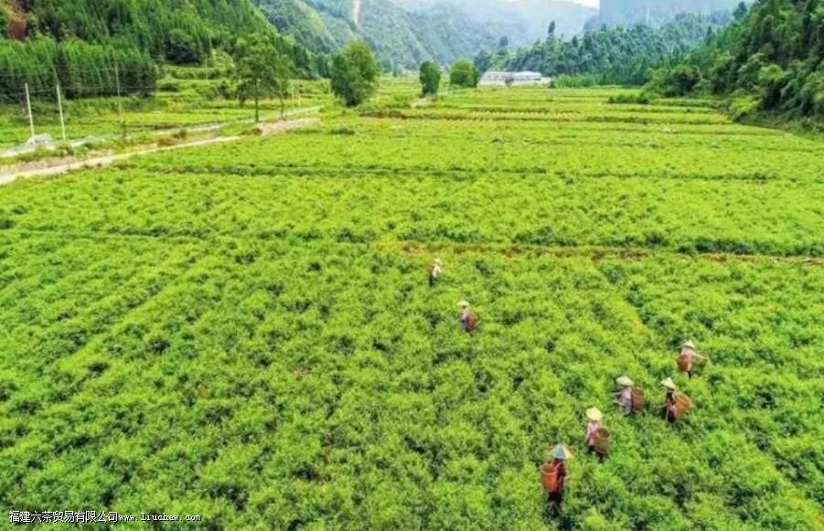 ݮ�����������