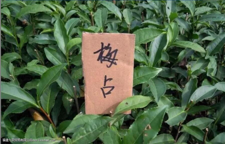 梅占红茶的味道及特点 梅占红茶的味道及特点