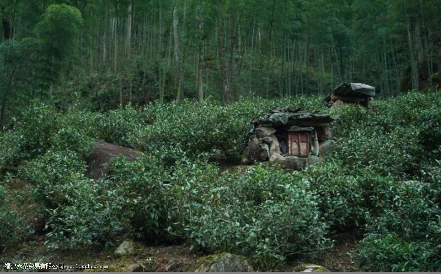 蒙顶黄芽和君山银针的区别 蒙顶黄芽和君山银针的区别