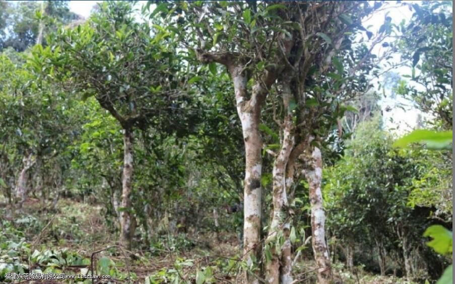 勐海茶区有哪些山头 勐海茶区有哪些山头