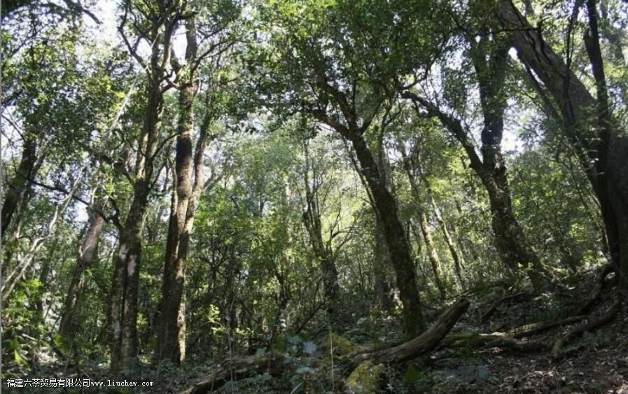 勐库大雪山春茶有什么特点 勐库大雪山春茶有什么特点