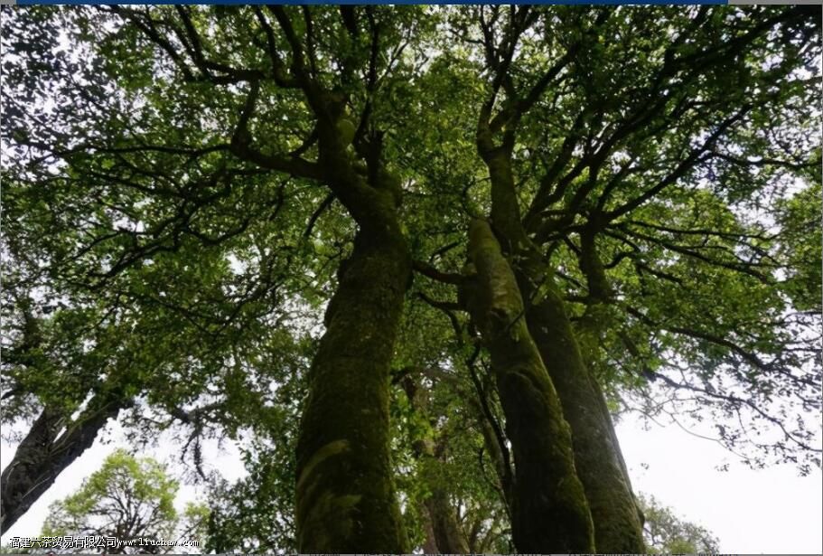 勐库古树茶的特点 勐库古树茶的特点
