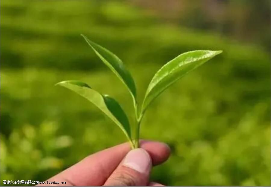 蜜兰香和鸭屎香的区别 蜜兰香和鸭屎香的区别