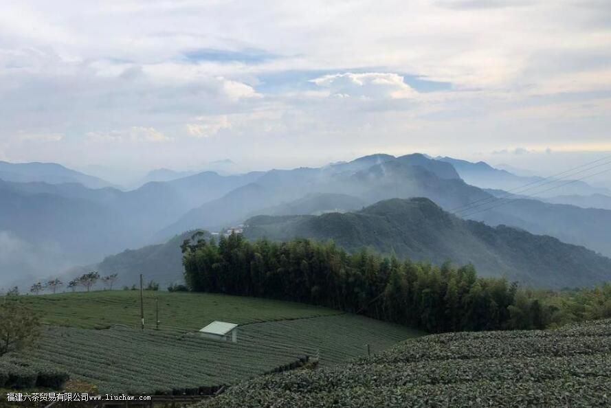 蜜香红茶是什么茶 蜜香红茶是什么茶