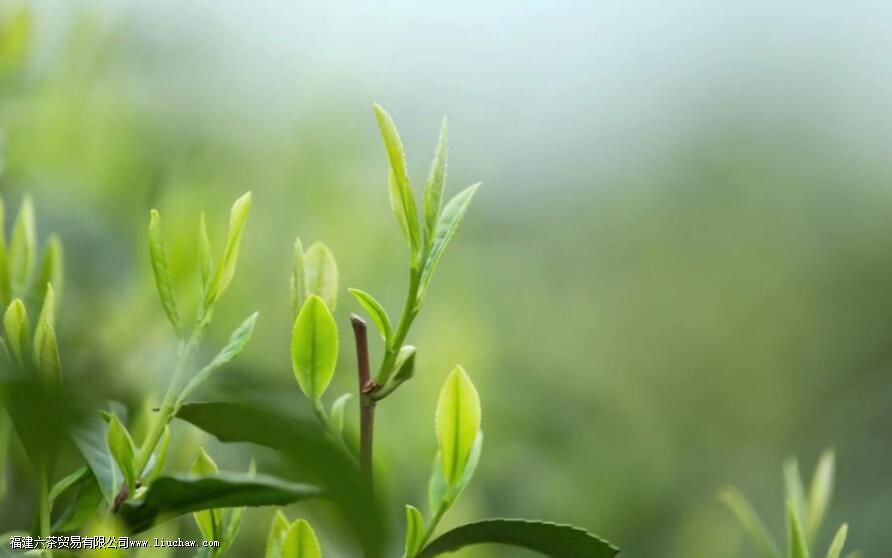 明前茶叶的特点 明前茶叶的特点