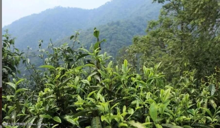 明前茶叶的特点 明前茶叶的特点