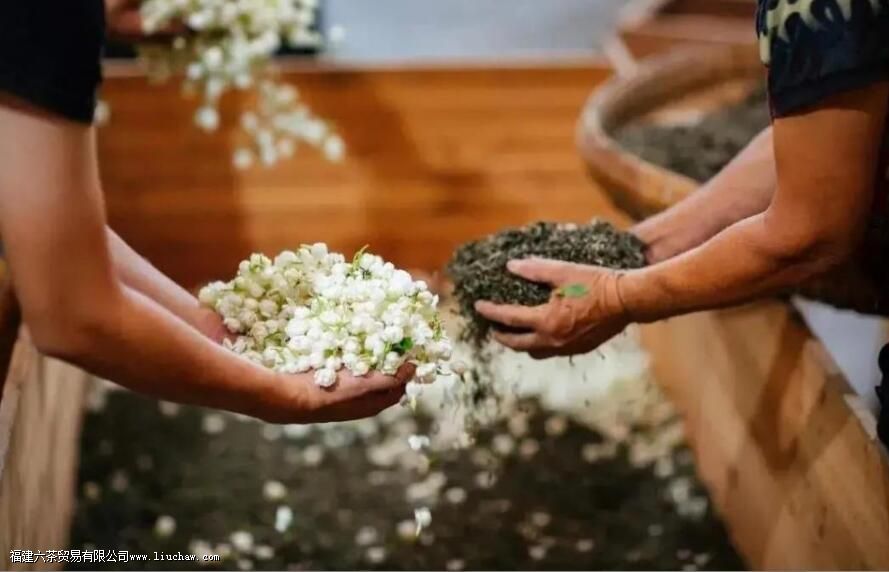 茉莉茶属于哪种茶 茉莉茶属于哪种茶